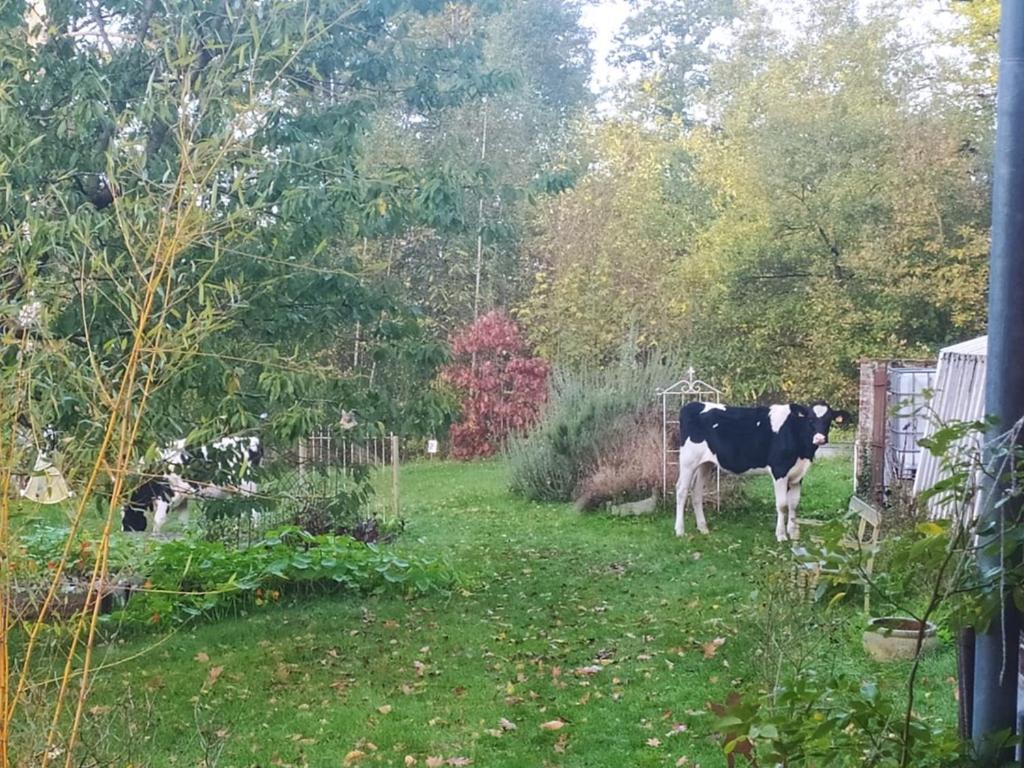 La Bruyere Du Coq Stables Konuk evi Sart-Dames-Avelines Dış mekan fotoğraf